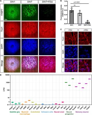 Analysis of neuronal injury transcriptional response identifies CTCF and YY1 as co-operating factors regulating axon regeneration